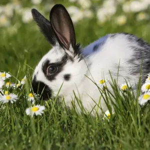 Domestic Rabbit - young in daisies