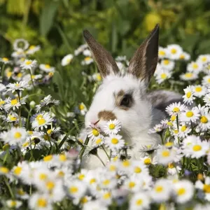 Domestic Rabbit - young in daisies Alsace France