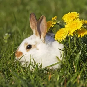 Domestic Rabbit - young with dandelion