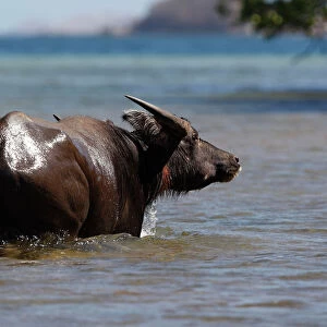 Domestic Water Buffalo or Domestic Asian Water buffalo - on Rinca Island having returned to wild state. Indonesia