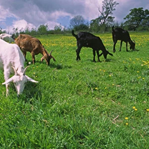 Domesticated Goats graze in lush green summer pasture with buttercup flowers