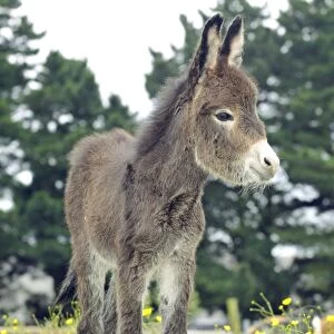 Donkey, baby 5 days old