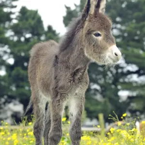 Donkey, baby 5 days old Donkey, baby 5 days old