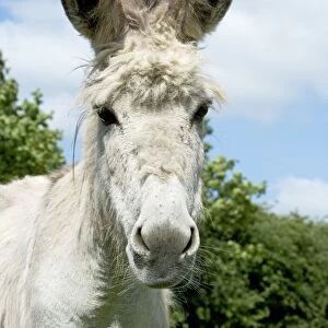 Donkey - close-up of head