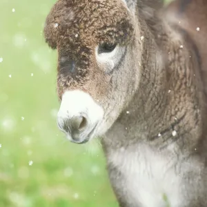 Donkey - foal in falling snow Digital Manipulation: snow