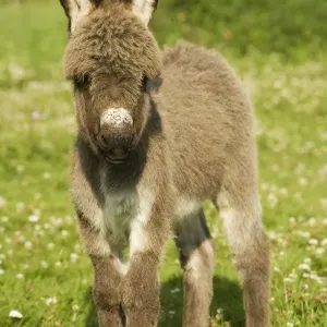 Donkey - foal in meadow Donkey - foal in meadow