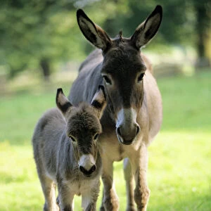 Donkey - foal with mother on meadow Hessen, Germany