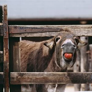 Donkey JD 15792 Eating Apple © John Daniels / ARDEA LONDON