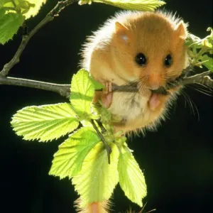 UK Wildlife