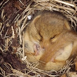 Dormouse - hibernating, close-up