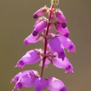 Dorset Heath - Chyverton - Cornwall - UK Dorset Heath - Chyverton - Cornwall - UK
