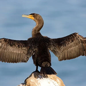 Double-crested Cormorant - West Coast nonbreeeding adult with wings spread open - Range: coasts, inland lakes, rivers of North America