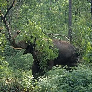 Double masth Asian / Indian Elephant breaking the branch, Corbett National Park, India