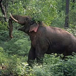 Double-masth bull Indian / Asian Elephant breaking the branch, Corbett National Park, India