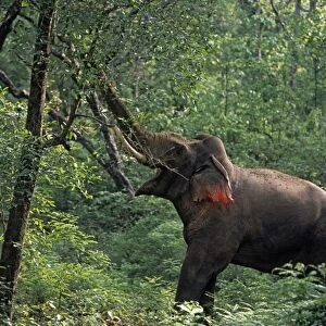 Double masth bull Indian / Asian Elephant breaking the branch, Corbett National Park, India