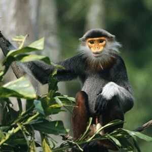 Douc Langur Monkey / Red-shanked Douc