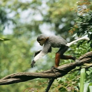 Douc Langur Monkey WAT 4459 Pygathrix nemaeus © M. Watson / ardea. com