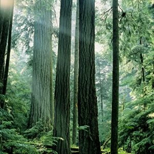 Douglas Fir Tree - Old Growth, Summer. Pacific Northwest, Vancouver Island, British Columbia. SX128