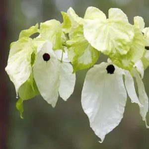 Dove / Ghost tree - showing false petals or bracts of flowers - Hessen - Germany Dove / Ghost tree - showing false petals or bracts of flowers - Hessen - Germany