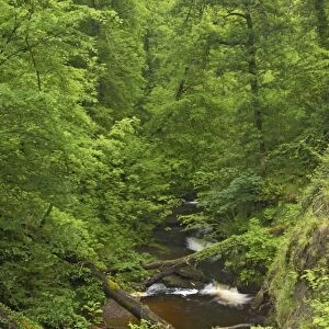 Downstream of Henrhyd Falls Brecon Beacons NP, Wales LA000435