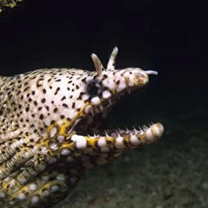 Dragon Moray Eel - with open mouth showing teeth Christmas Island GUL00050