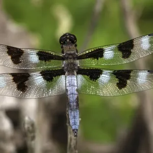 Dragonfly - Oregon - USA Dragonfly - Oregon - USA