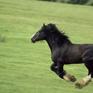 Draught / Shire Horse - stallion