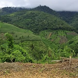 dried corn - crop plantation on deforested area - Northern Sumatra - Indonesia
