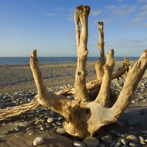 Driftwood by the power of water beautifully sculpted driftwood washed ashore at Gillespies Beach Westland National Park, West Coast, South Island, New Zealand Driftwood by the power of water beautifully sculpted driftwood washed ashore at Gillespies Beach Westland National Park, West Coast, South Island, New Zealand