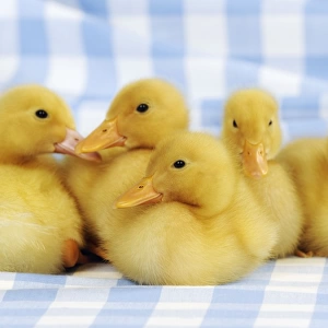 DUCK. Duckling sitting in front of four ducklings sitting in a row