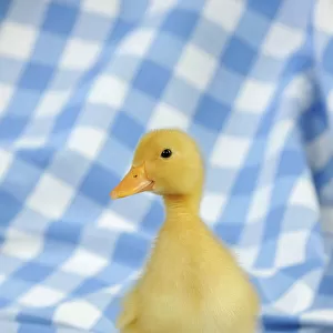 DUCK. Duckling standing