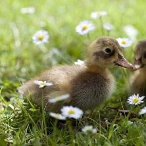 DUCK - Ducklings in grass