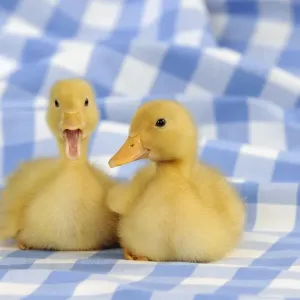 DUCK. Ducklings sitting together