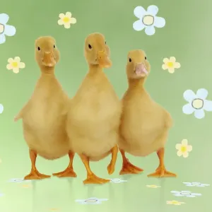 DUCK. Three ducklings stood in a row Digital Manipulation: Background colour & JD flowers