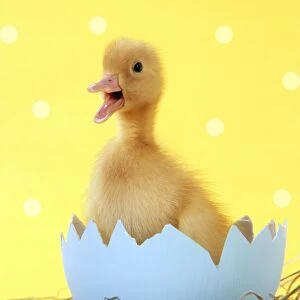 Duckling - in blue egg shell - easter - captionable - cute - yellow Digital Manipulation: added white spots
