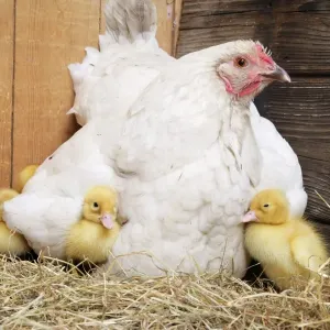 Duckling - with foster mother hen Duckling - with foster mother hen