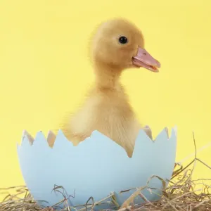 Duckling in large egg shell