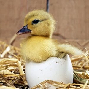 DUCKLING - Muscovy Duckling in egg shell