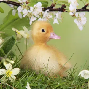 Duckling. in spring set