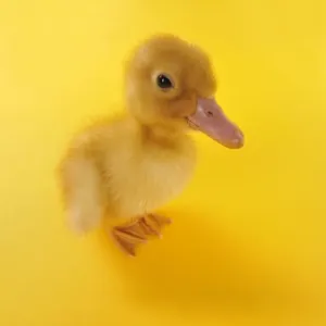 Duckling. taken with fisheye lens