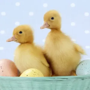 Ducklings - in basket with coloured eggs Digital Manipulation: added colour to basket