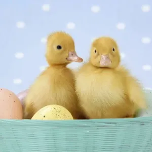 Ducklings, in basket with coloured eggs Digital Manipulation: changed basket colour