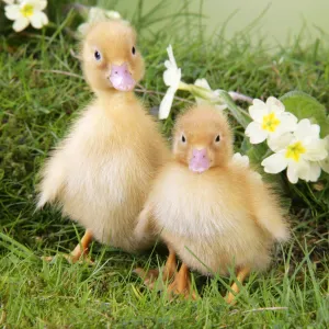 Ducklings. in spring set