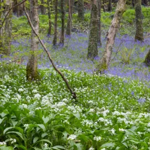 Duloe Woods in Spring - with Wild Garlic and Bluebells - Cornwall, UK Duloe Woods in Spring - with Wild Garlic and Bluebells - Cornwall, UK