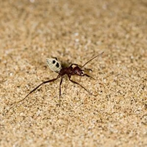 Dune Ant - Full body on dunes sand - Dunes - Namib Desert - Namibia - Africa