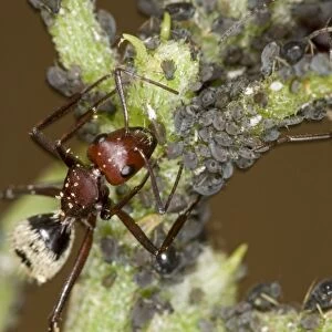 Dune Ant - Close up of ants tending/farming aphids - Dunes- Namib Desert - Namibia - Africa