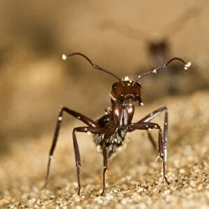 Dune Ant - Close up during confrontational pose - Dunes - Namib Desert - Namibia - Africa
