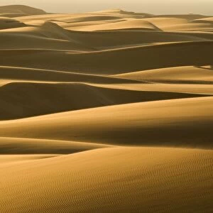 Dunes in late afternoon light - Dune Fields - Namib Desert - Namibia - Africa