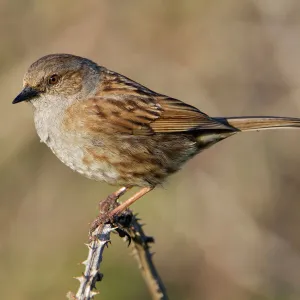 Dunnock - perched on a bramble