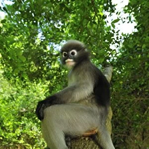Dusky Leaf Monkey / Spectacled Langur / Spectacled Leaf Monkey - Khao Sam Roi Yot National Park - Thailand